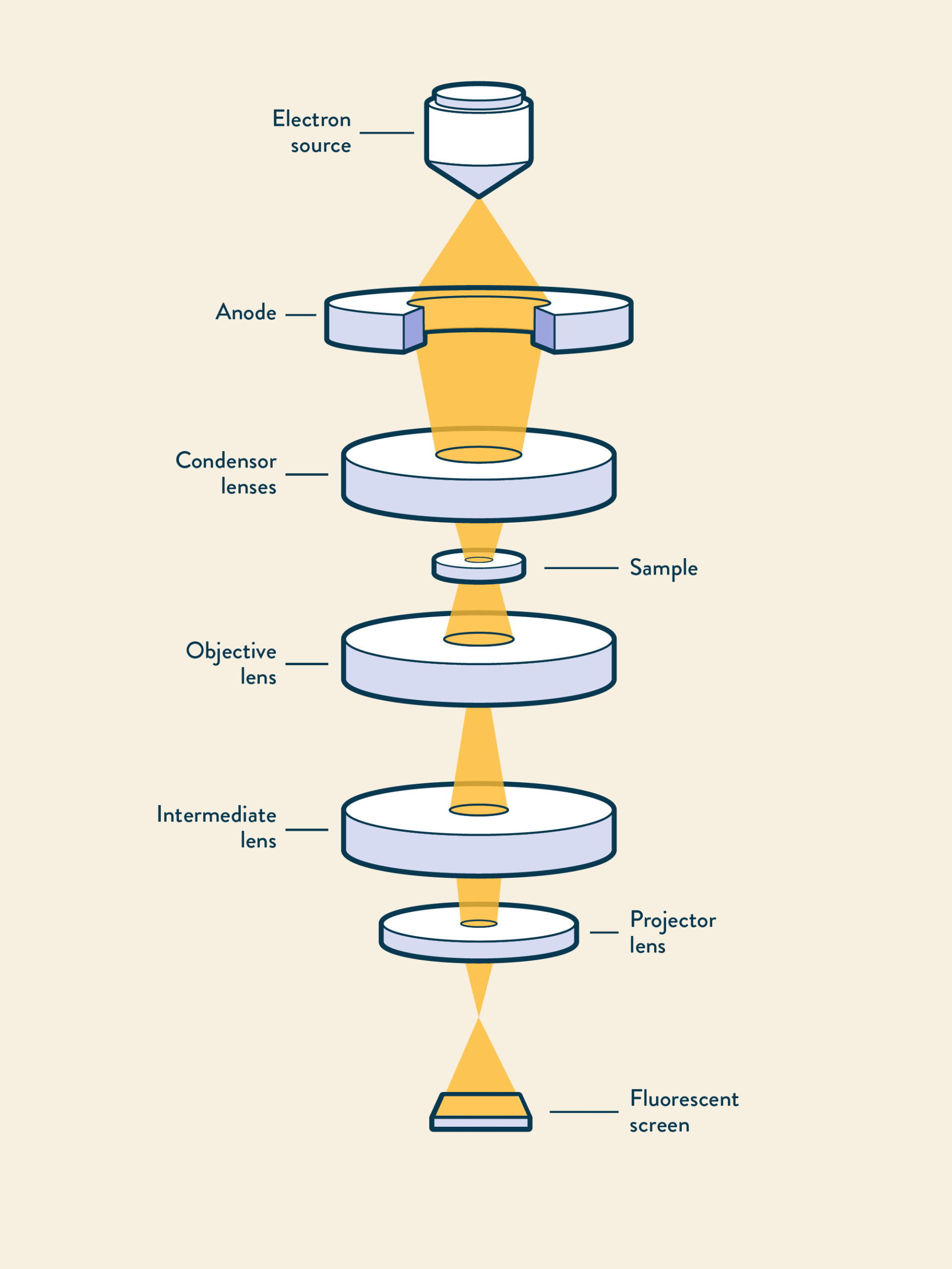 Transmission Electron Microscopy