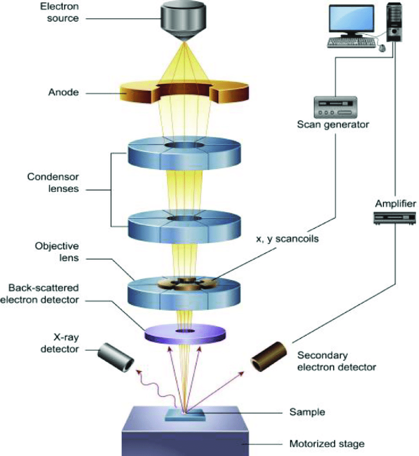 Scanning Electron Microscopy